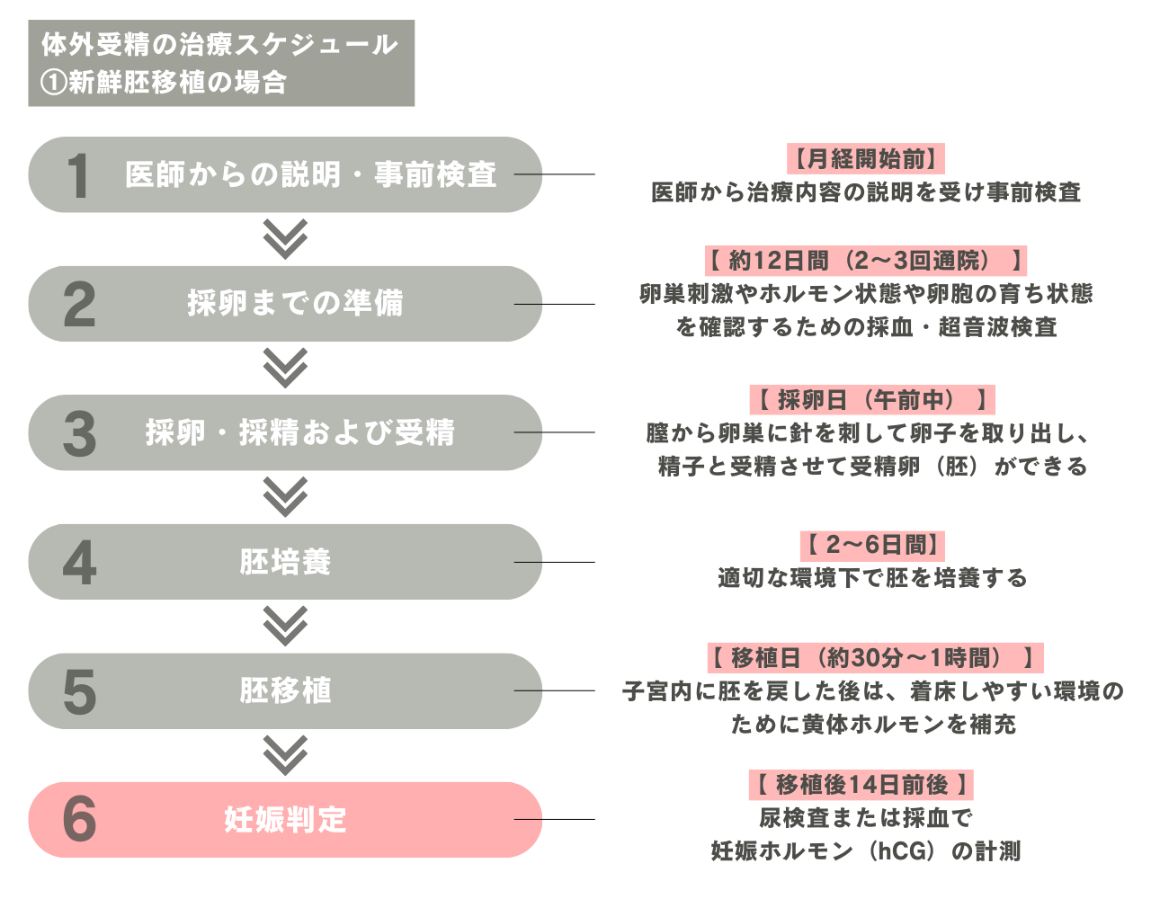 体外受精のスケジュールを徹底解説｜治療の流れと期間・費用の目安｜赤坂レディース・ソフィアレディスクリニック【公式】｜長谷川レディースクリニックグループ